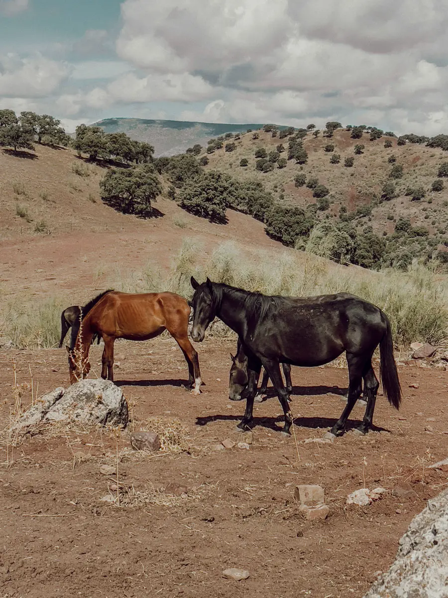 cocotravel travelbirds ladonaira 39