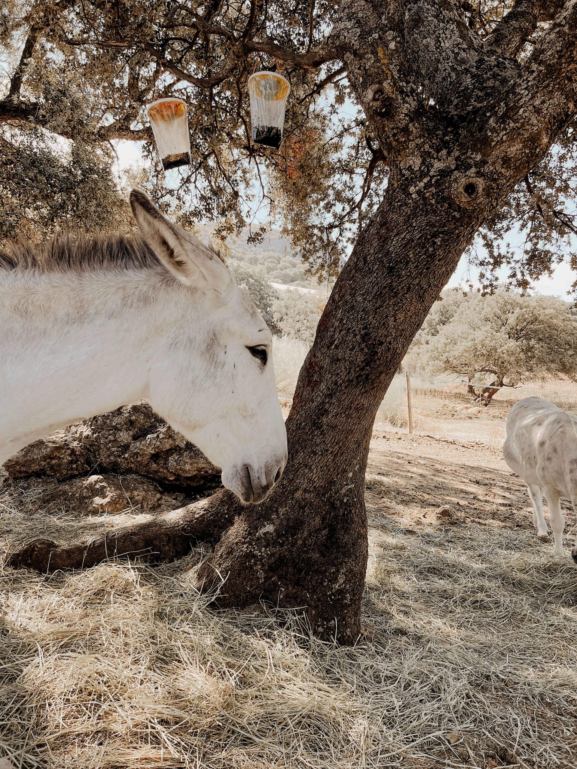 cocotravel travelbirds ladonaira 26 scaled cocotravel travelbirds ladonaira 26 scaled