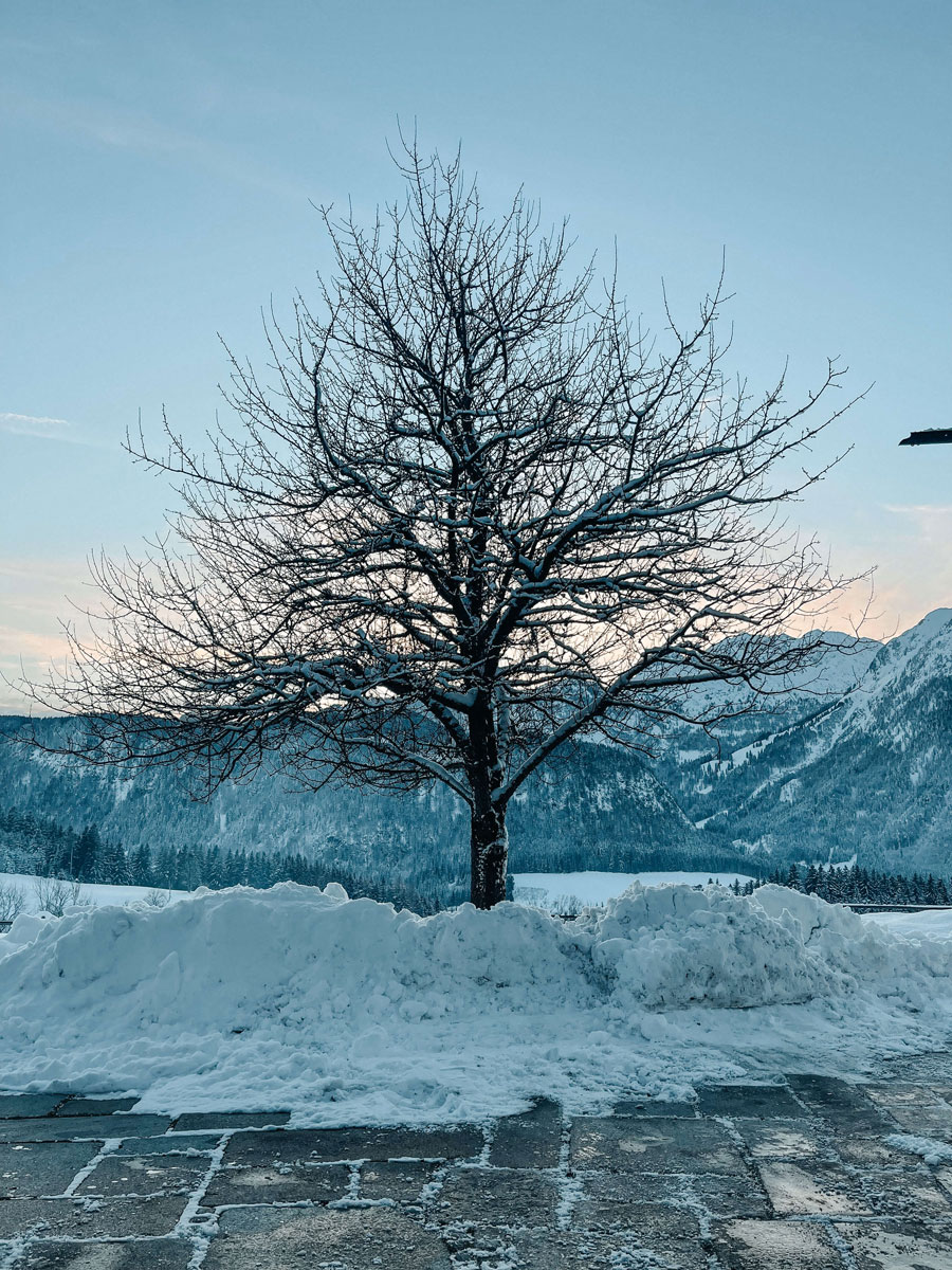 Winterstellgut BlaueStunde min