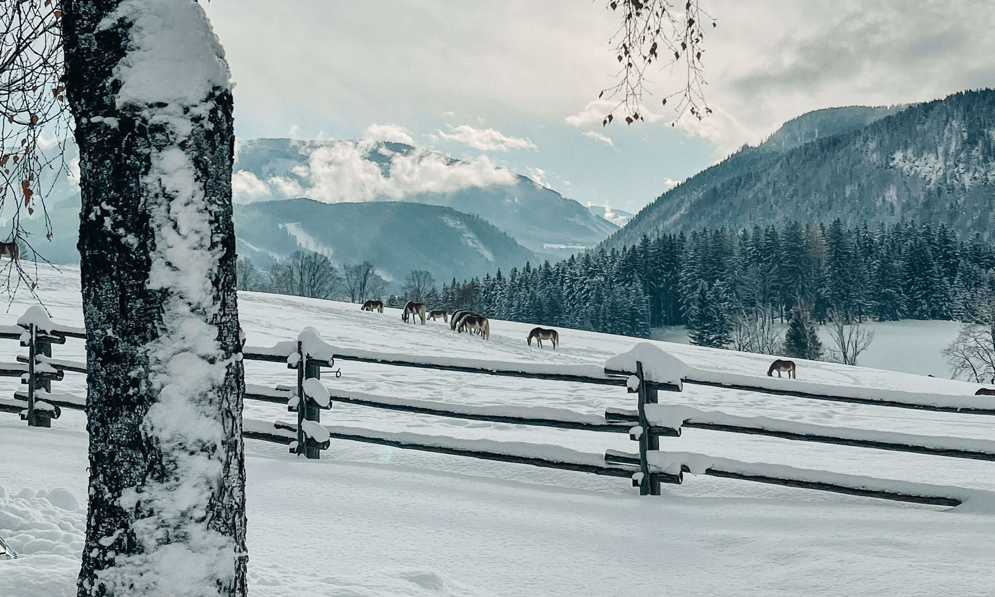 Winterstellgut aussen header
