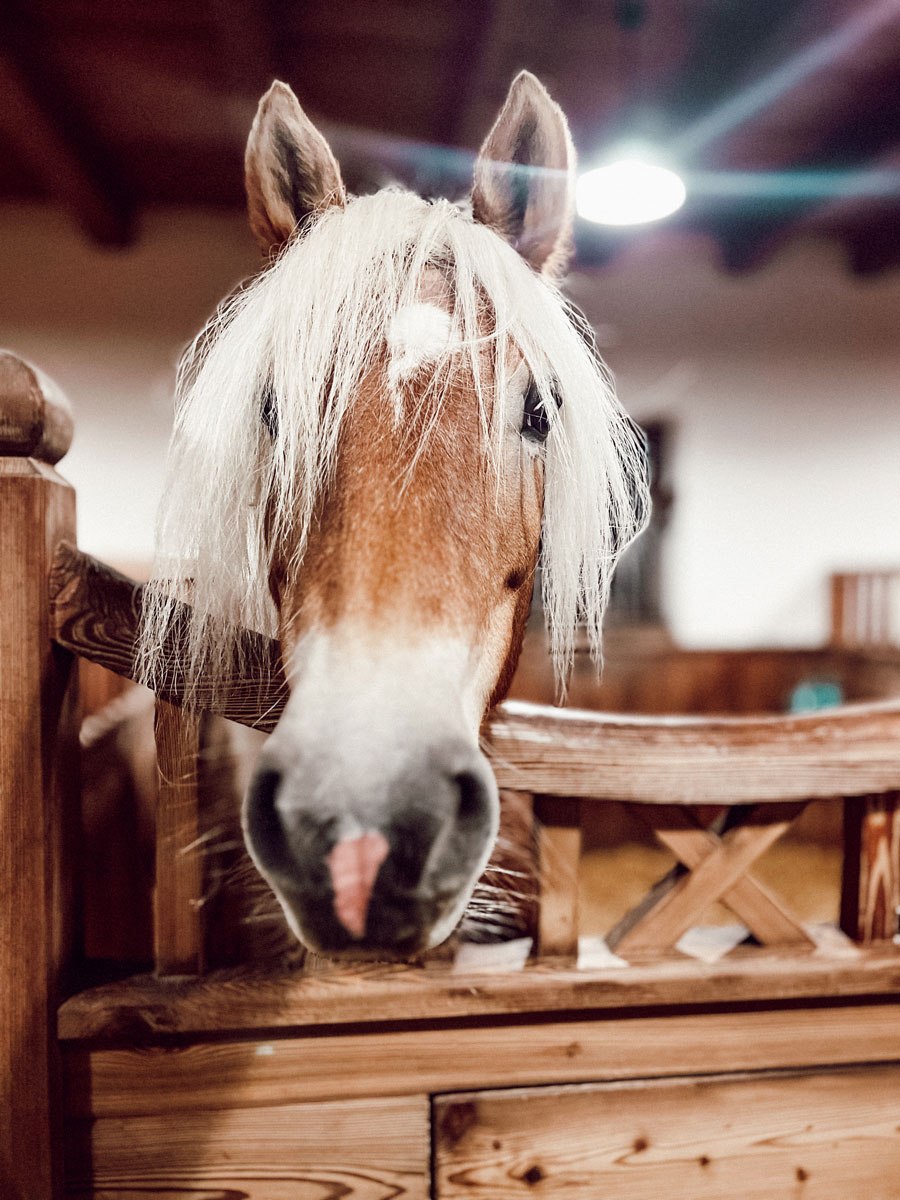 pferdew interstellgut