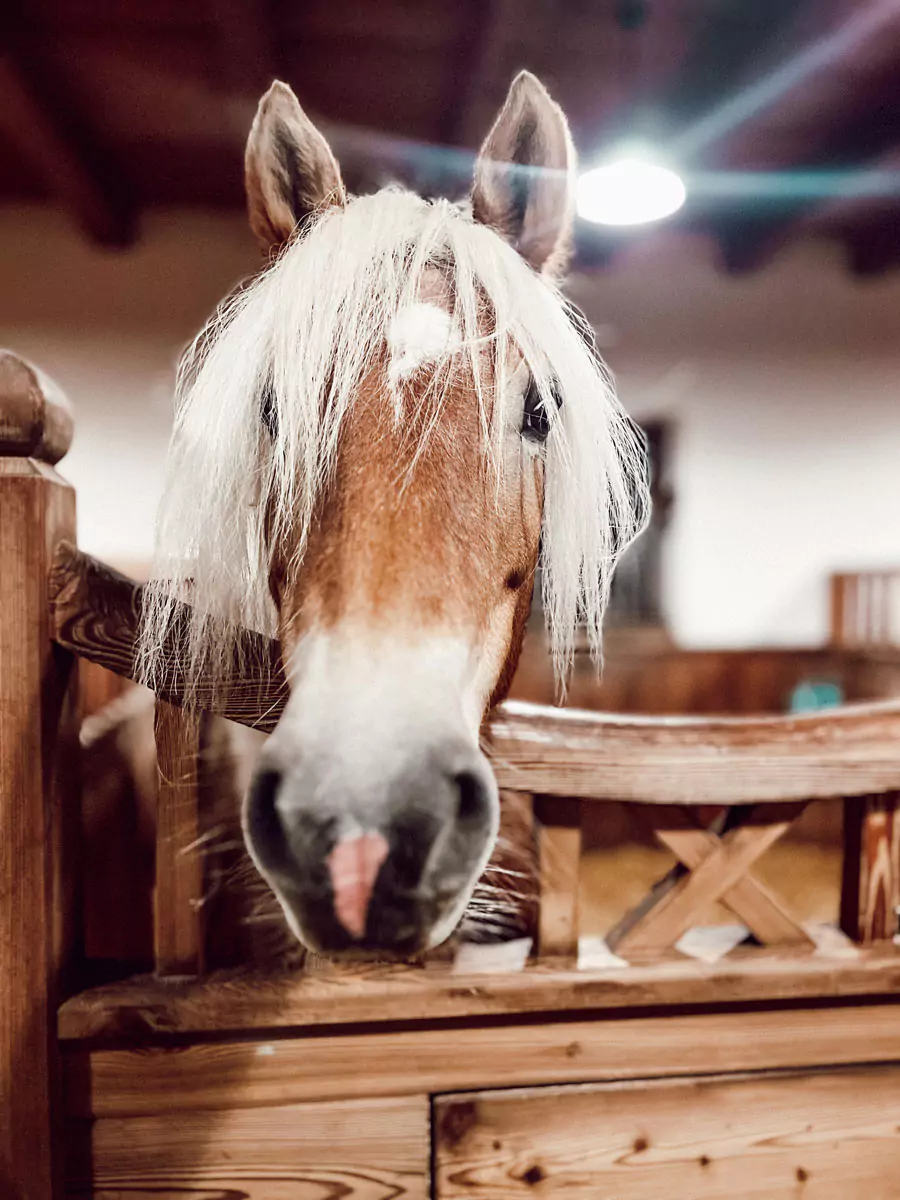 pferdew interstellgut