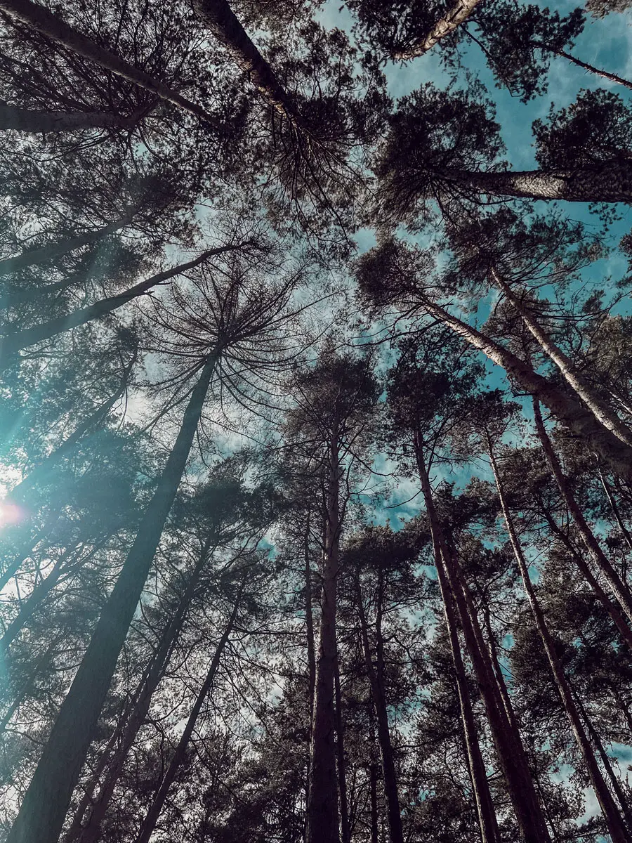 AdlerLodgeRitten Waldbaden Waldbaden2 AdlerLodgeRitten Waldbaden Waldbaden2