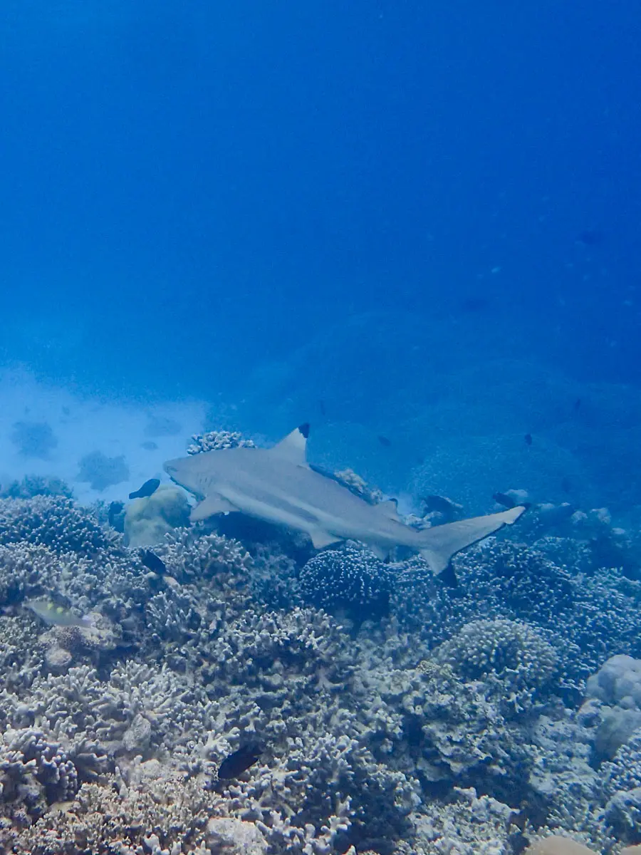 Baros Malediven 29 Baros Malediven 29