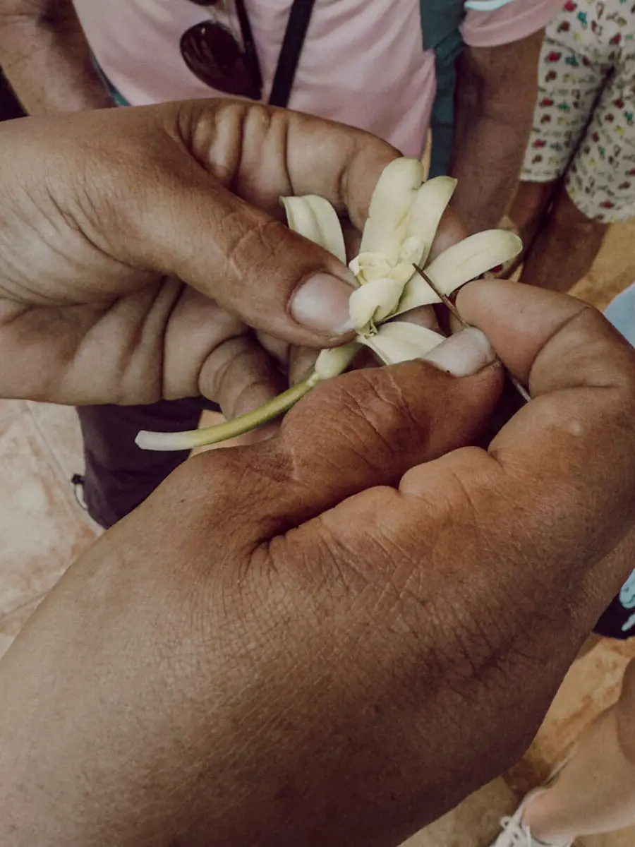 COCOtravel 2023 Ponant LaReunion Vanilleplantage COCOtravel 2023 Ponant LaReunion Vanilleplantage