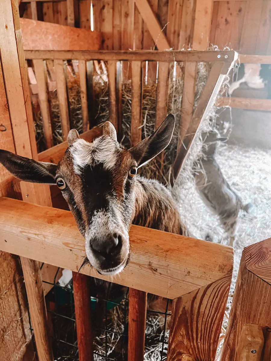 COCOtravel Leogang Puradies Stall12