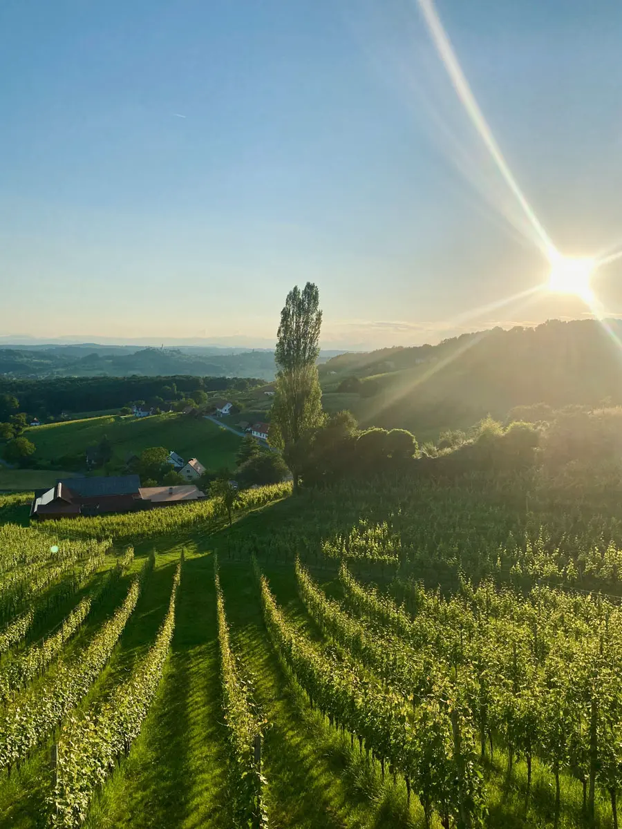 COCOtravel Julianhof Weinberge Sonnenuntergang COCOtravel Julianhof Weinberge Sonnenuntergang
