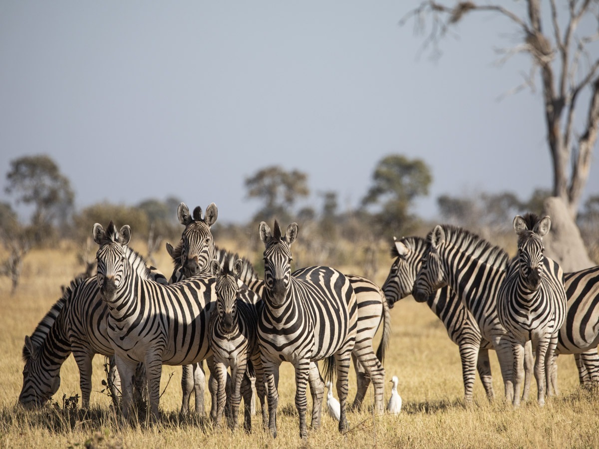 COCOtravel Opening Mokete Botswana