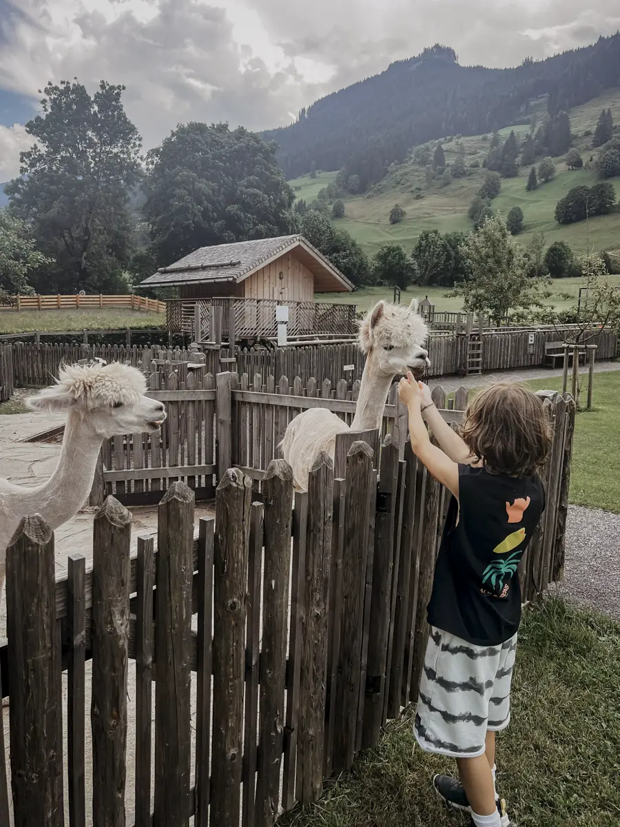 COCOtravel Moargut Sommer Streichelzoo 6