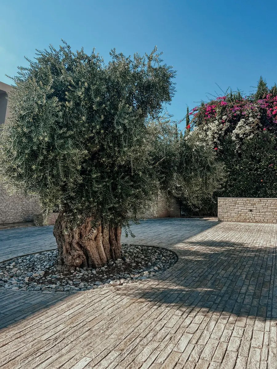 COCOtravel Zypern CapStGeorges Aussenanlage