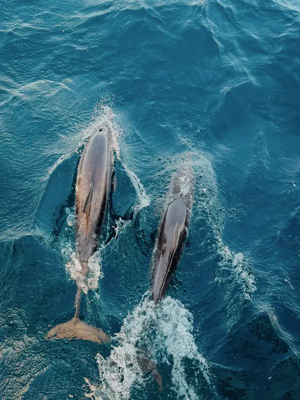 Malediven ComoCocoa Dolphin Cruise3