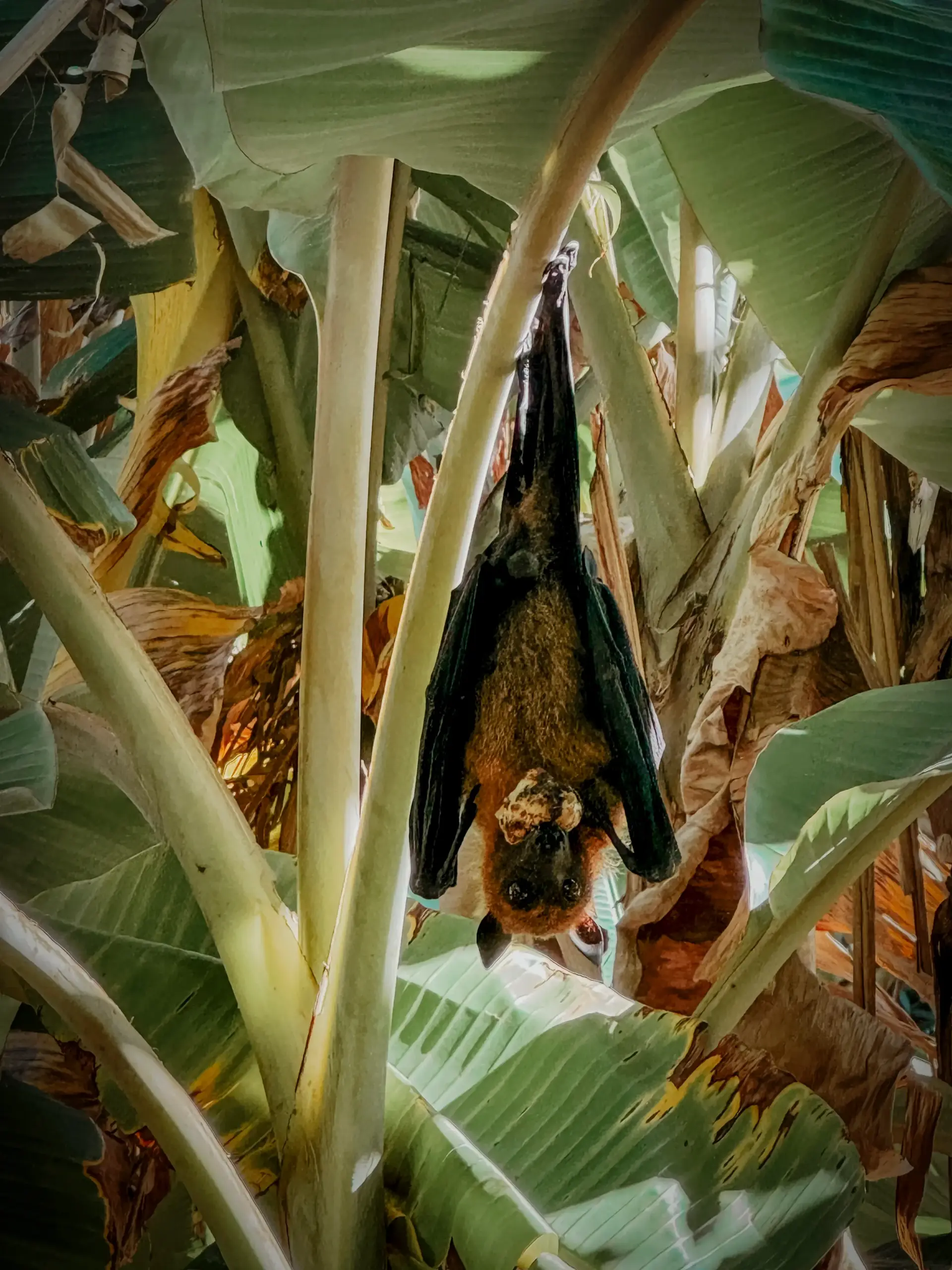 COCOtravel Malediven Kuramathi Aussenanlage 5 scaled