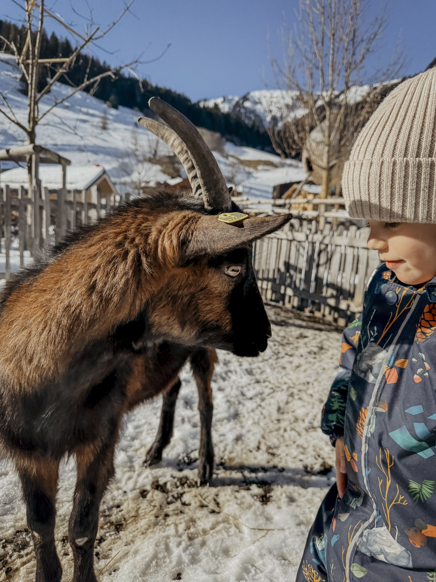 COCOtravel 202501 Moargut Streichelzoo 8