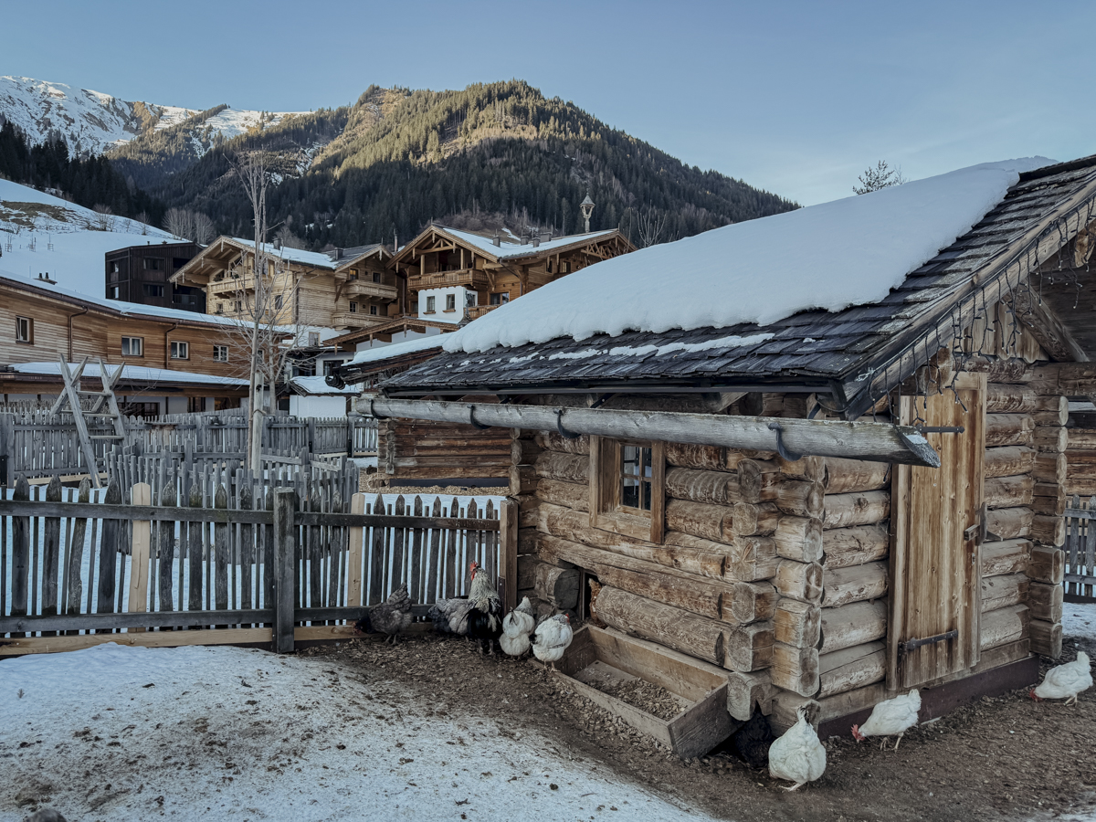 COCOtravel 202501 Moargut Streichelzoo