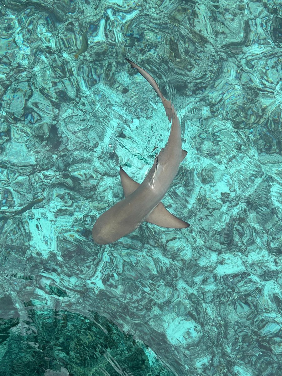 COCOtravel Oblu Select Lobigili Hai COCOtravel Oblu Select Lobigili Hai