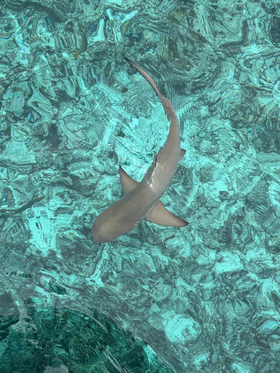 COCOtravel Oblu Select Lobigili Hai