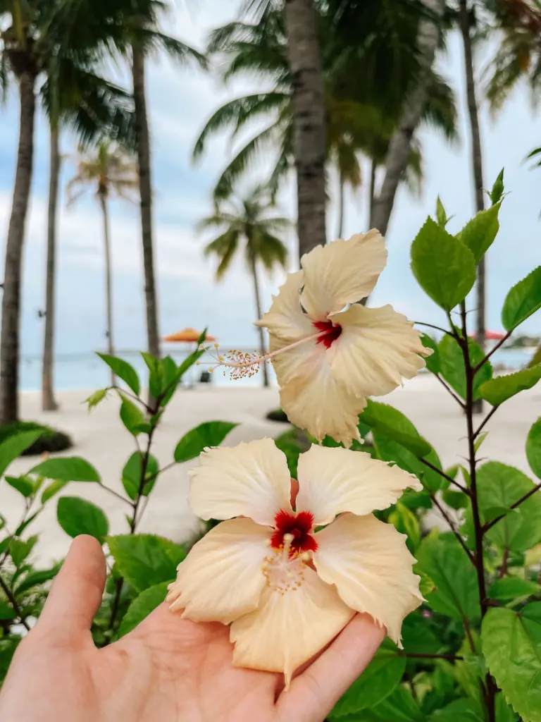 COCOtravel Oblu Select Lobigili Hibiskus