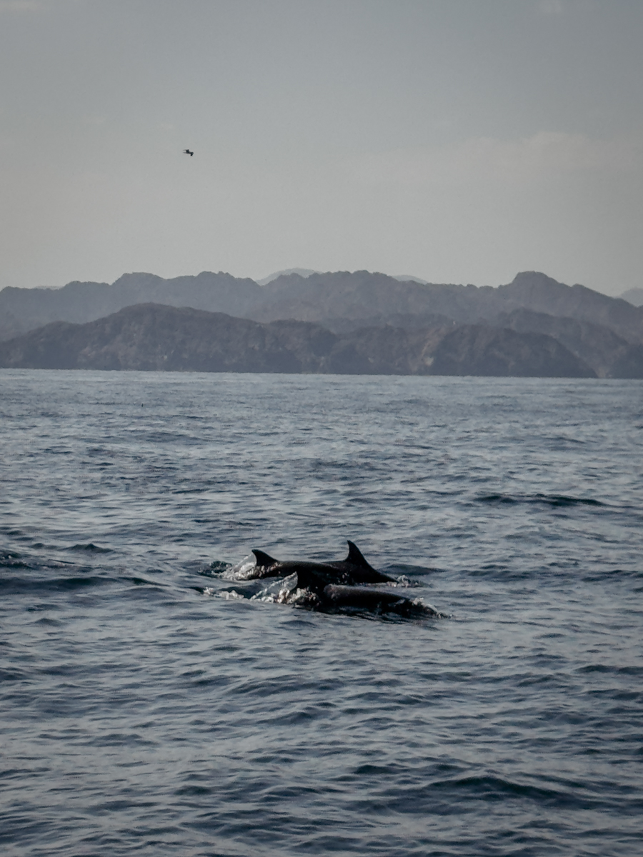 COCOtravel Oman ShangriLa DelphinTour 8 1 COCOtravel Oman ShangriLa DelphinTour 8 1