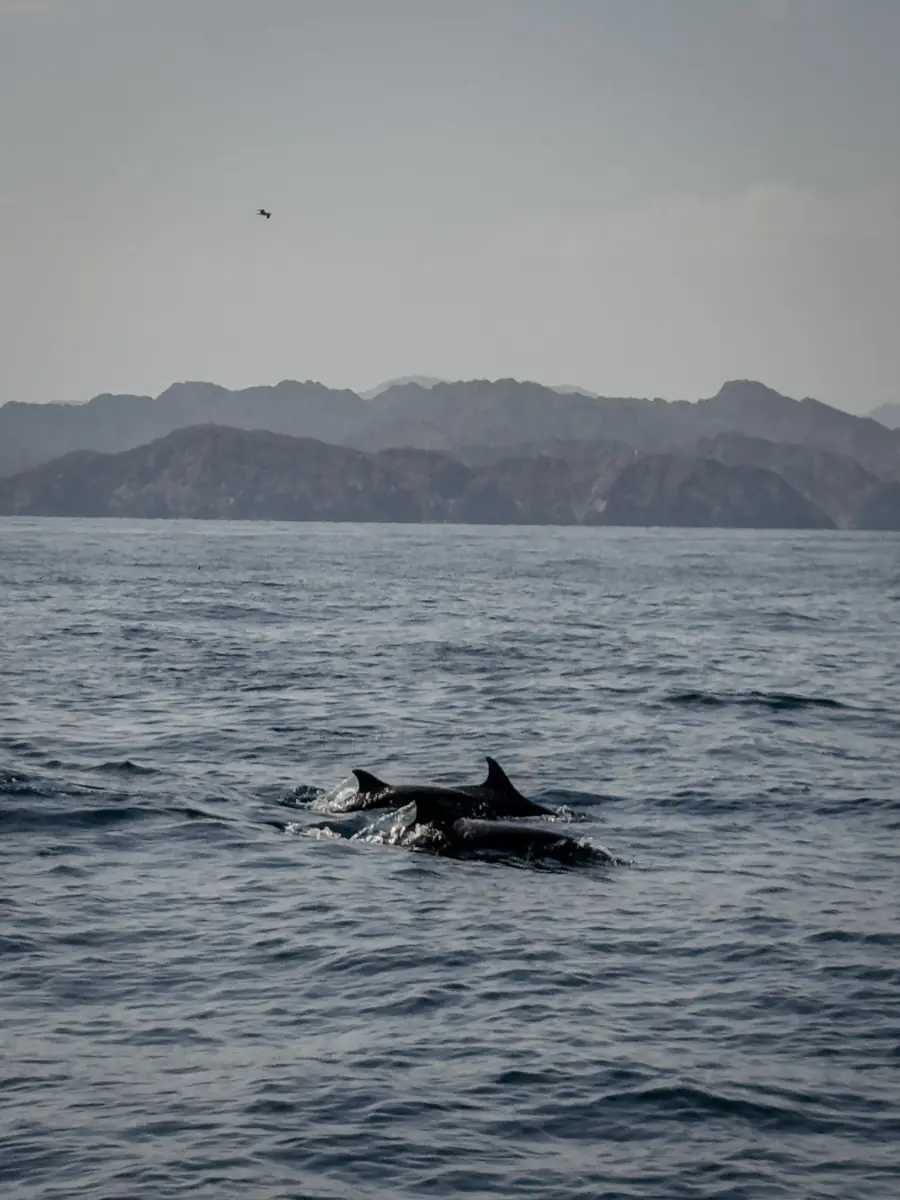 COCOtravel Oman ShangriLa DelphinTour 8 1