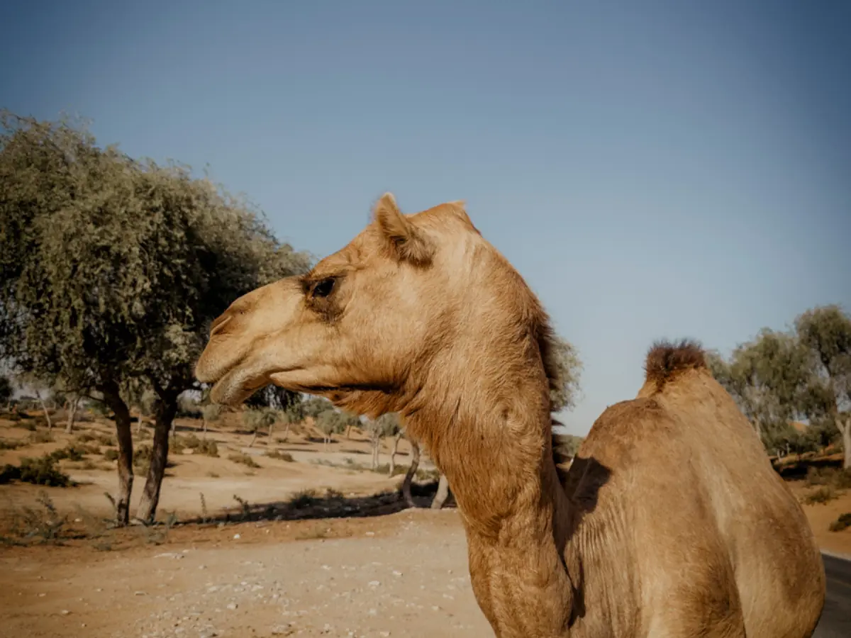 COCOtravel RAK RitzCarlton AlWadiDesert Wuestentour9