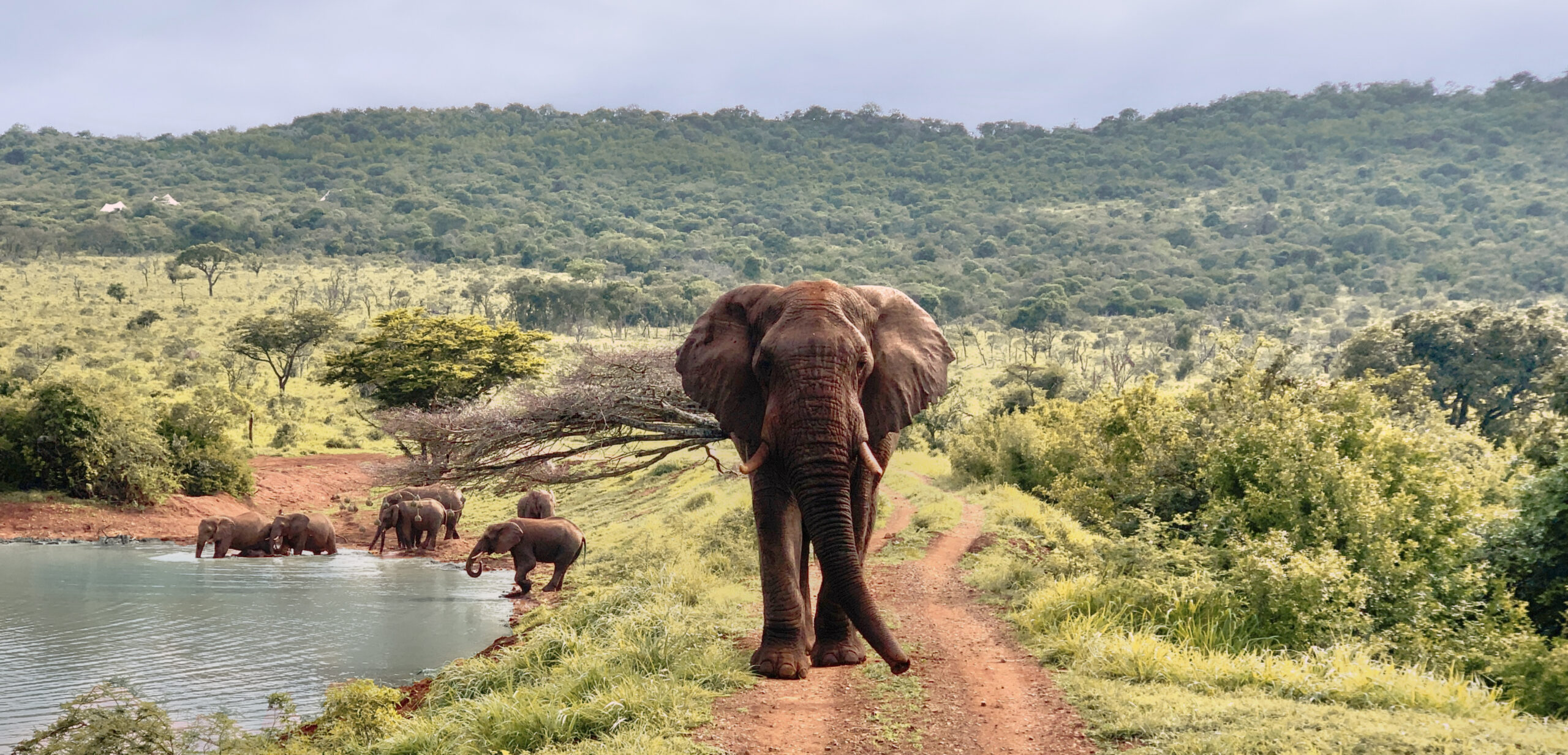 Elephant Sighting from Jumeirah Residences scaled