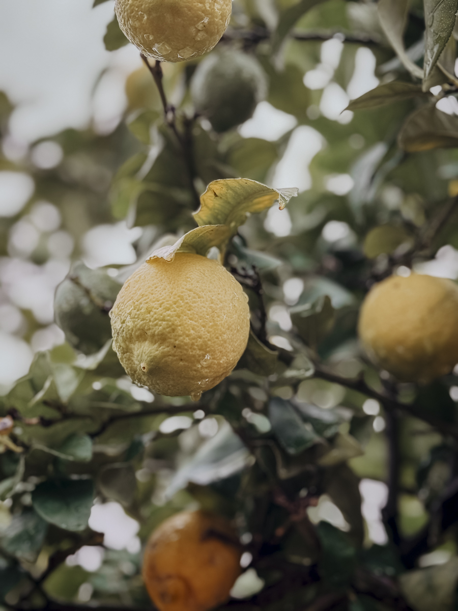 COCOtravel Mallorca CalAuli Pollenca 26 COCOtravel Mallorca CalAuli Pollenca 26