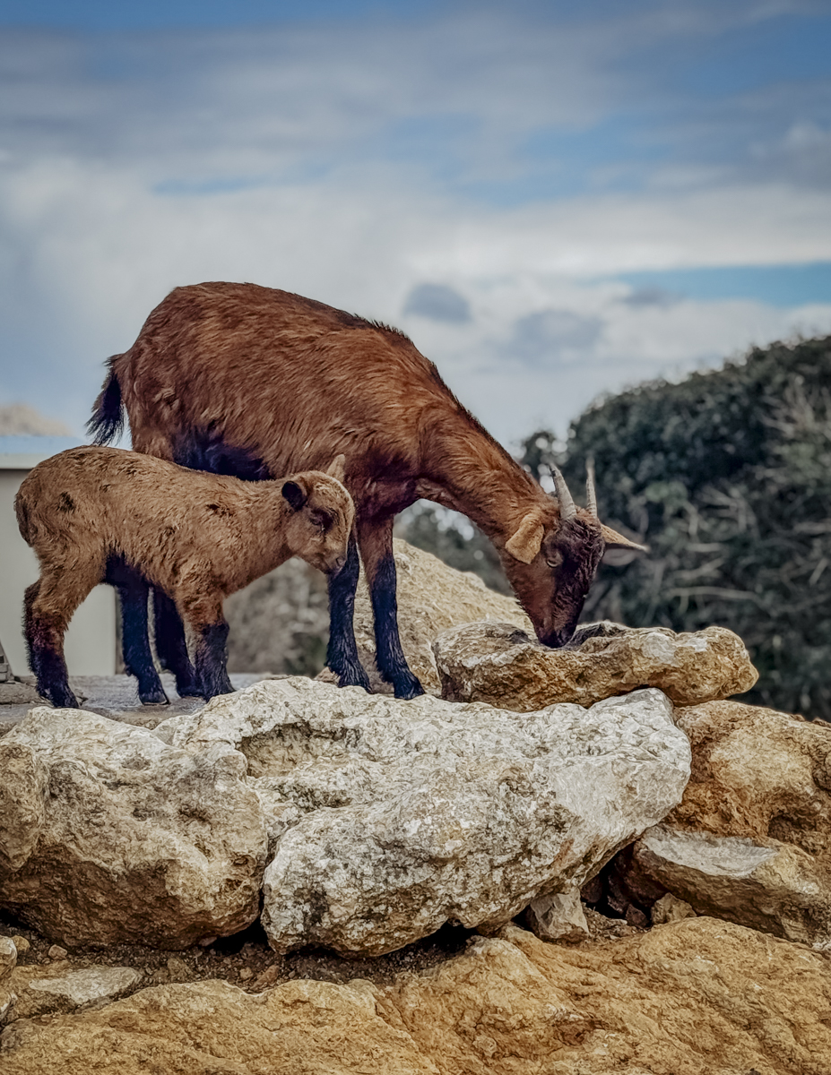 COCOtravel Mallorca CalAuli Wanderung Cap Foremntor 17 COCOtravel Mallorca CalAuli Wanderung Cap Foremntor 17