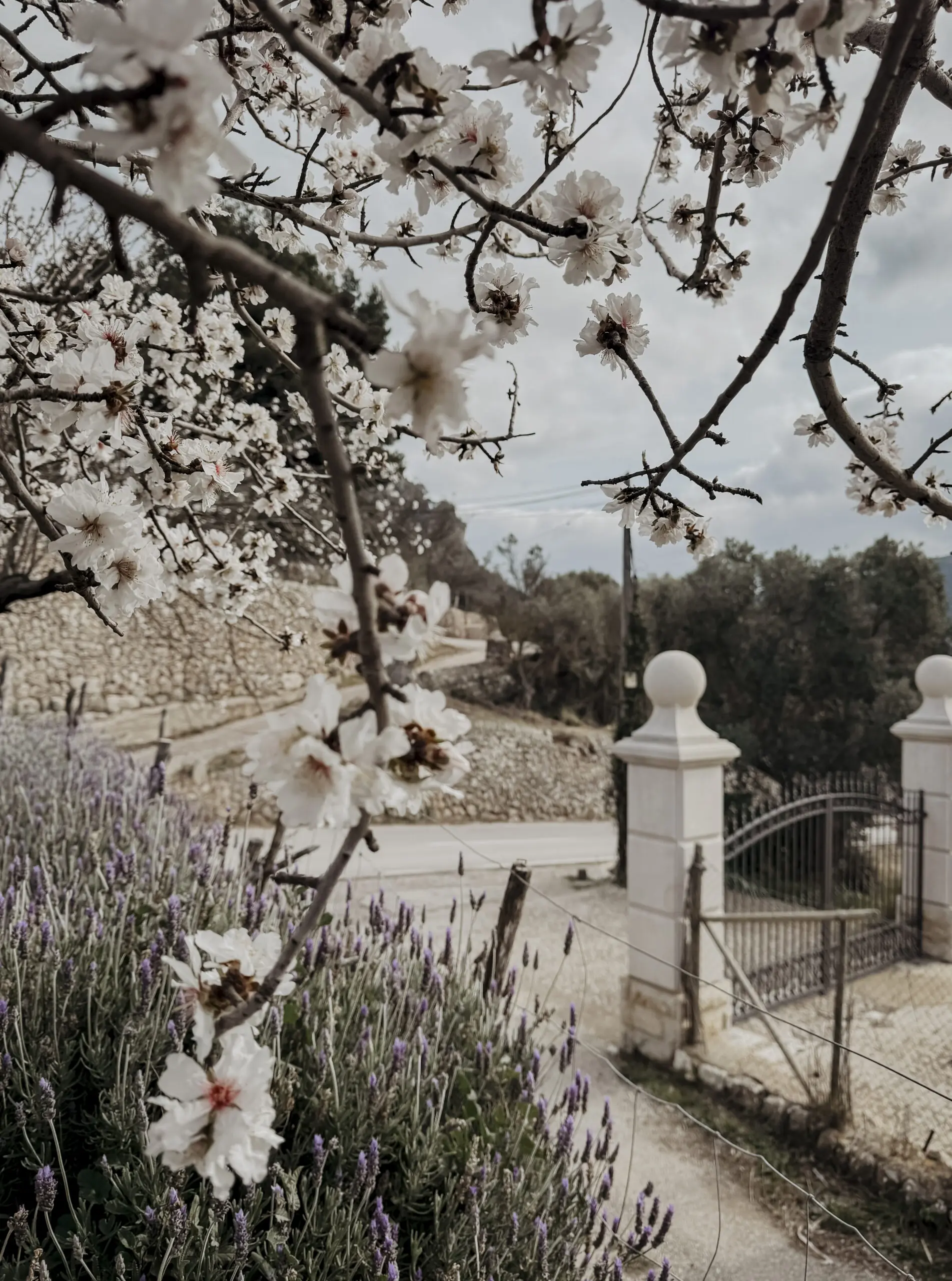 COCOtravel Mallorca VillaRiviera Mandelbluete 24 scaled COCOtravel Mallorca VillaRiviera Mandelbluete 24 scaled