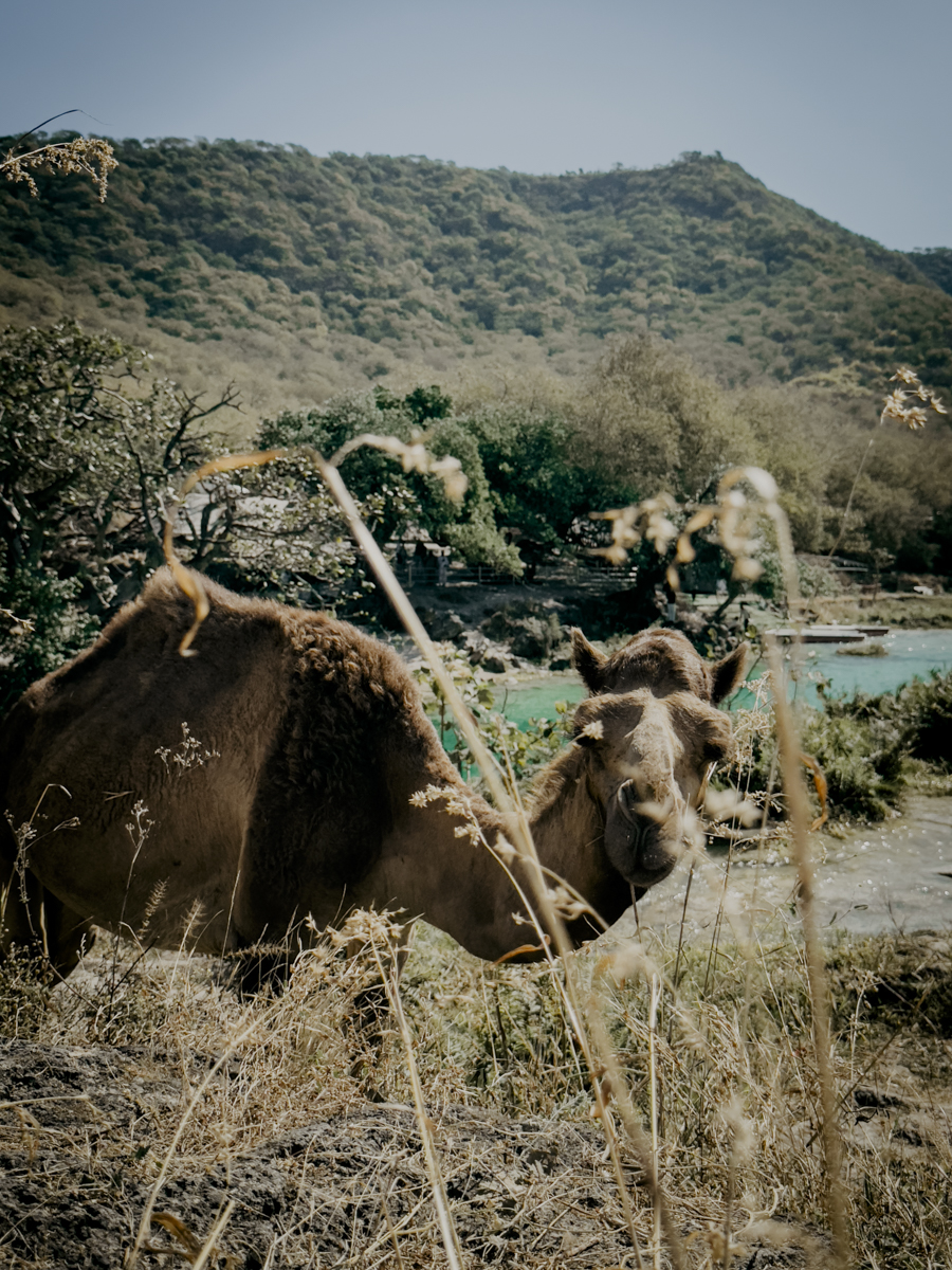 COCOtravel Oman AlilaHinuBay AusflugWadiDarbat 9