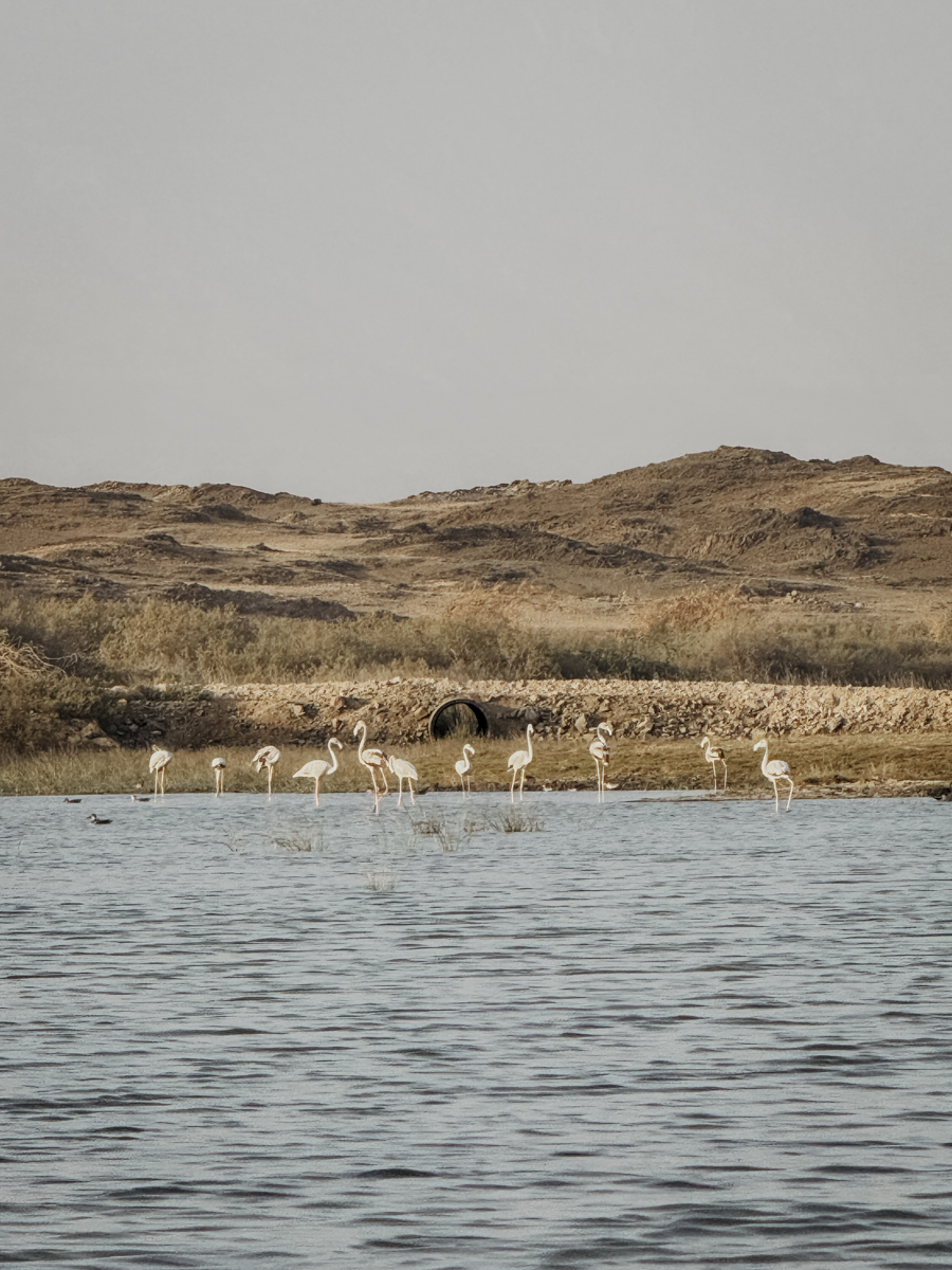 COCOtravel Oman AlilaHinuBay Kajak 2