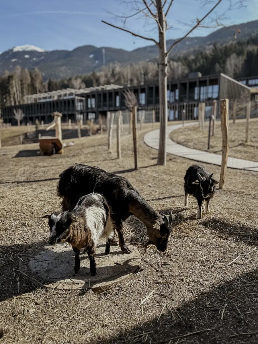 COCOtravel Suedtirol AkiPlose Streichelzoo 3