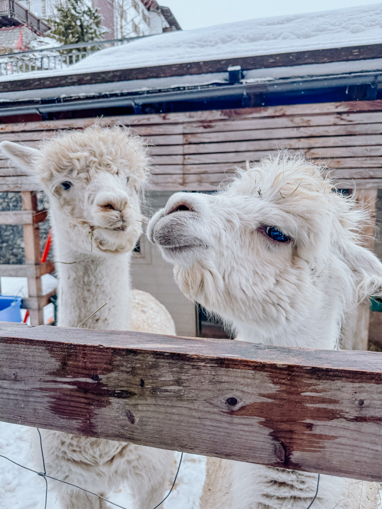 COCOTravel Aurelio Alpakas COCOTravel Aurelio Alpakas