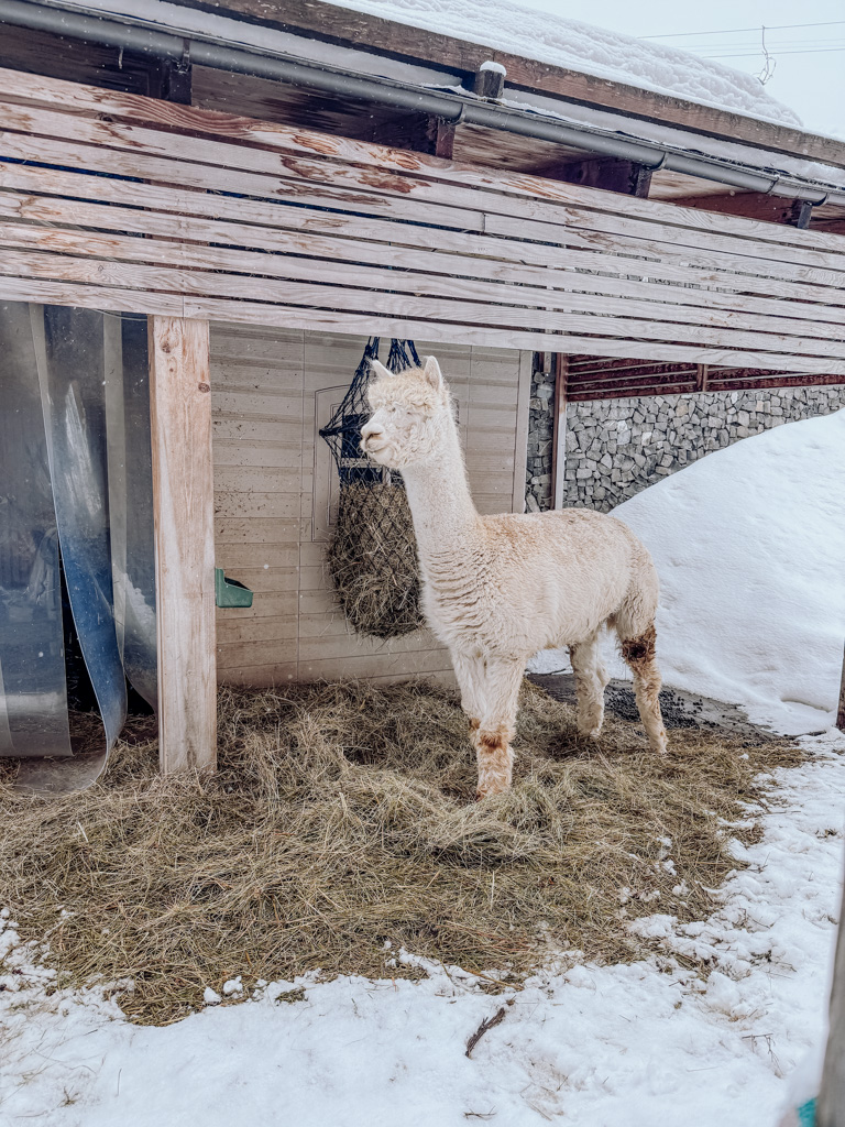 COCOTravel Aurelio Alpakas1 COCOTravel Aurelio Alpakas1