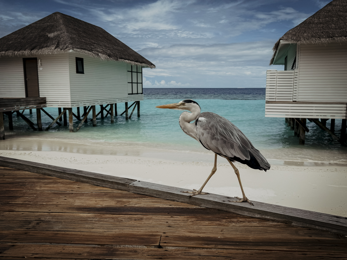 COCOtravel Malediven Nova Spa Wellness Fischreier 261