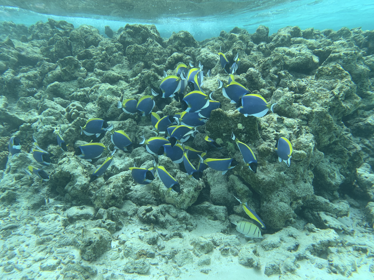 COCOtravel Malediven Nova schnorcheln 254