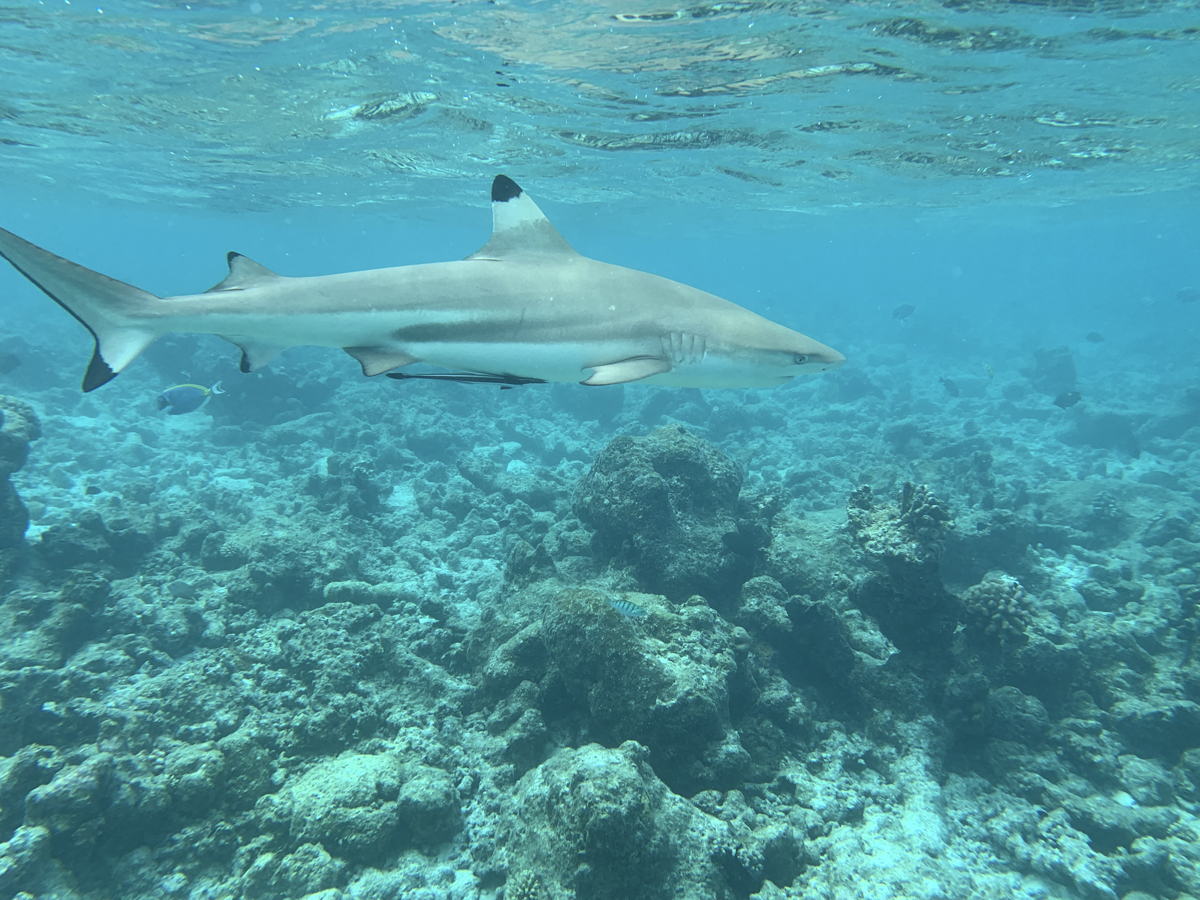 COCOtravel Malediven Nova schnorcheln Hai 217