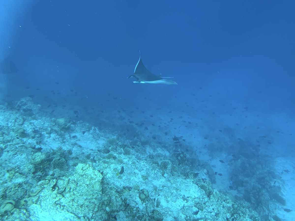 COCOtravel Malediven Nova schnorcheln Manta 212