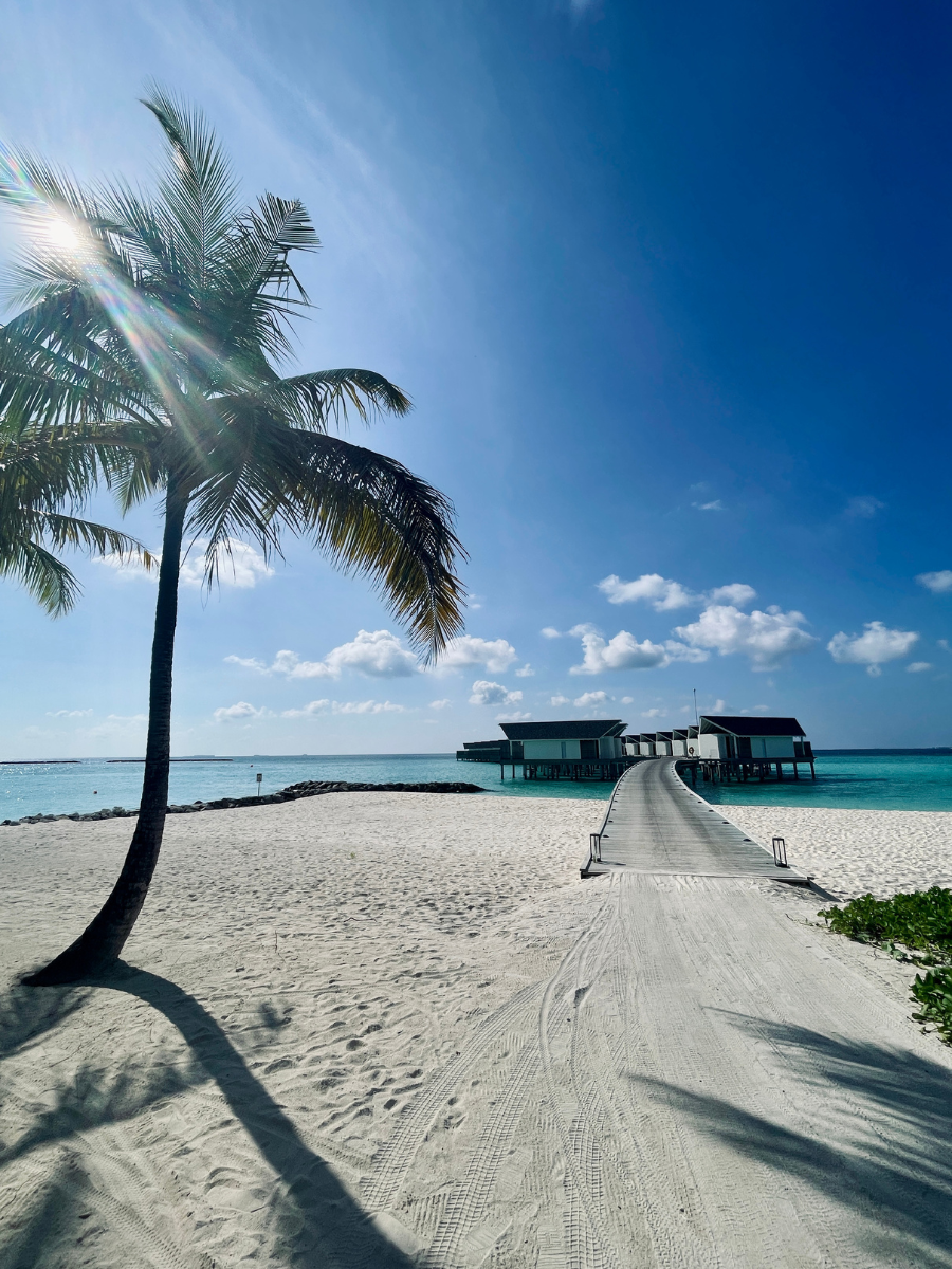 COCOtravel Malediven Raayabyatmosphere PalmeundSteg COCOtravel Malediven Raayabyatmosphere PalmeundSteg