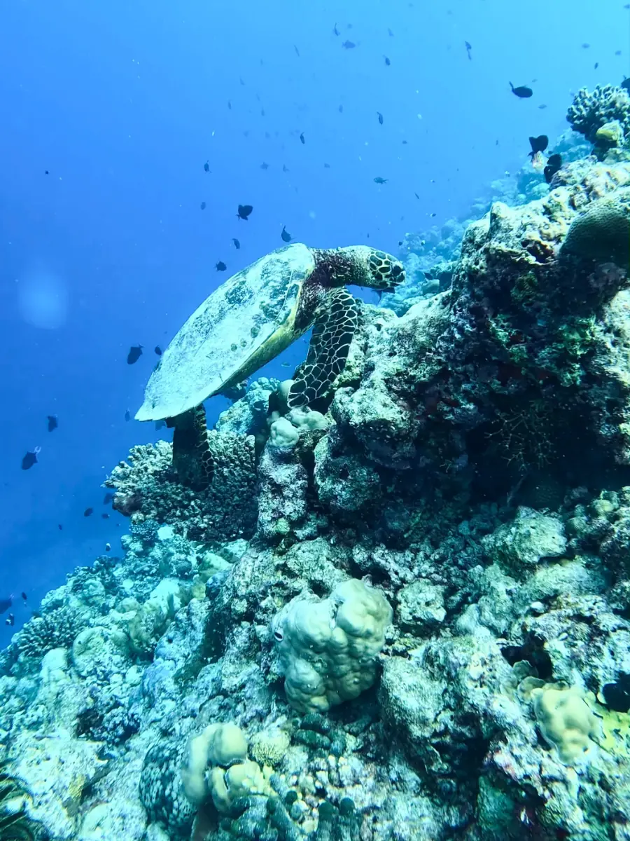 COCOtravel Malediven Schildkroete