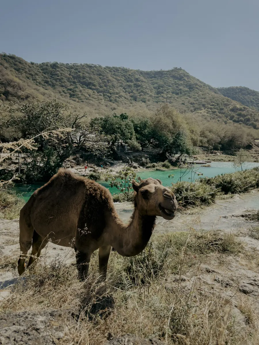 COCOtravel Oman AlilaHinuBay AusflugWadiDarbat 8