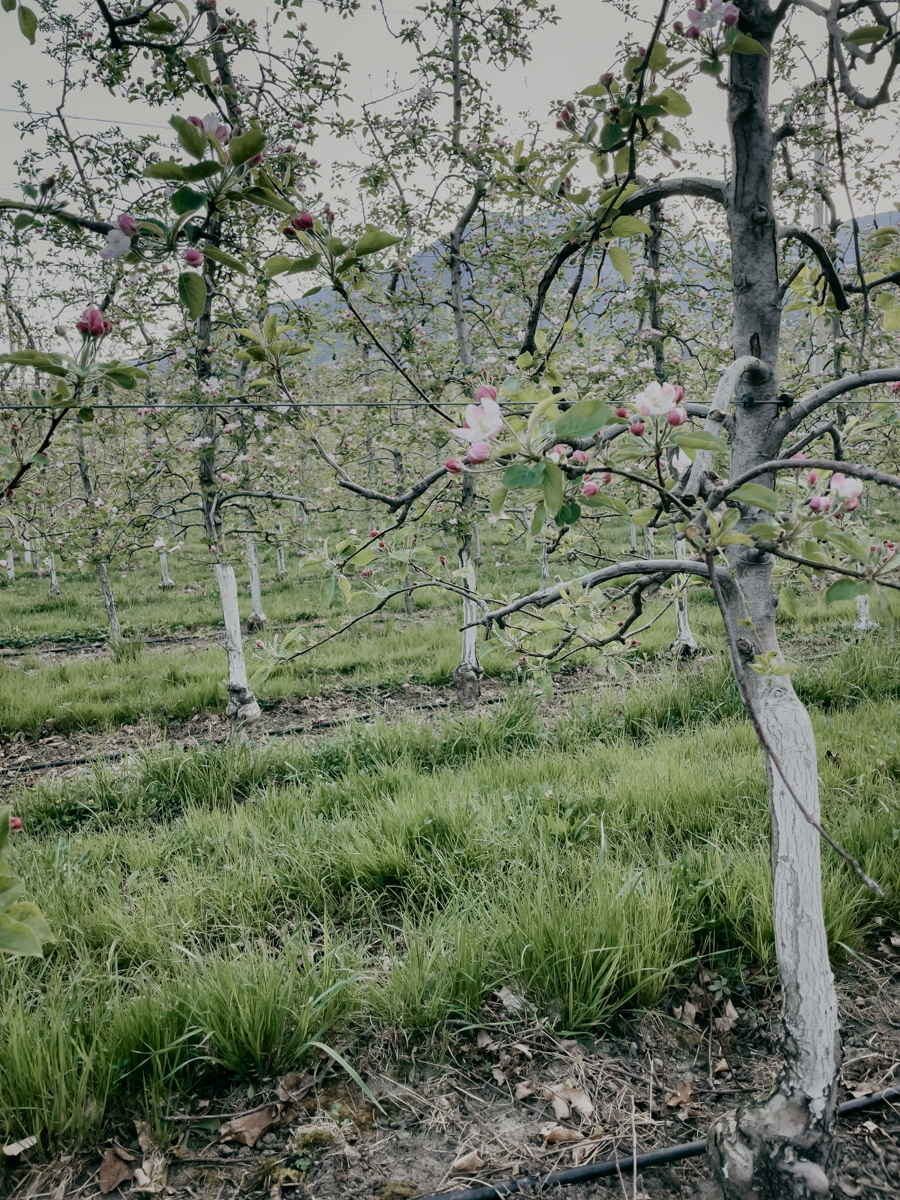 COCOtravel Suedtirol VillaEden Baumbluete