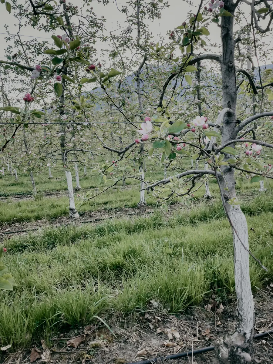 COCOtravel Suedtirol VillaEden Baumbluete