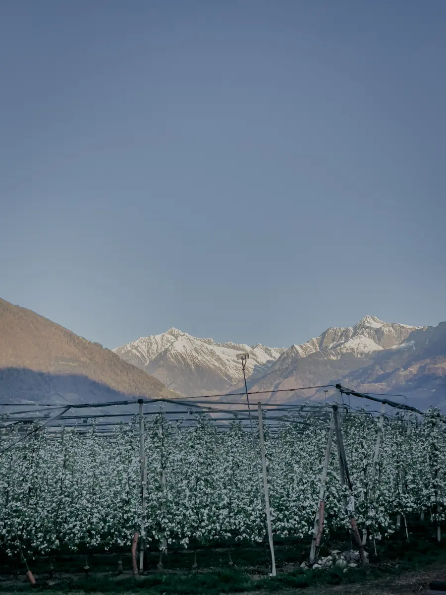 COCOtravel Suedtirol VillaEden Obstplantage