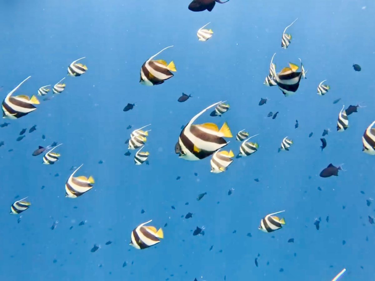 COCOtravel Malediven ObluNature Fische