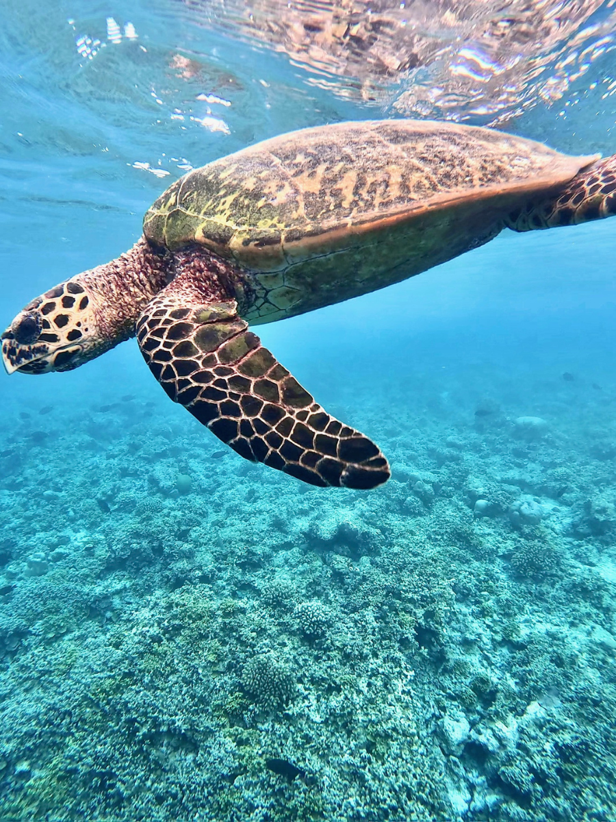 COCOtravel Malediven ObluNature Schildkroete