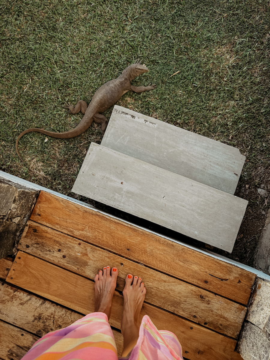 COCOtravel UTMT SriLanka varan arten silvia