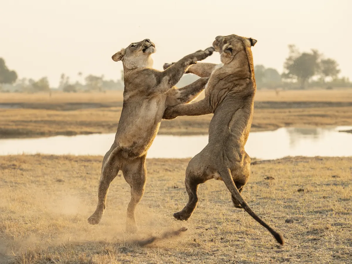 Wildlife near Chitabe lions fighting Copyright Wilderness Wildlife near Chitabe lions fighting Copyright Wilderness
