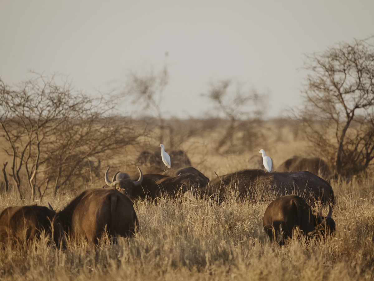 COCOtravel Afrika Wilderness Mokete Gamedrive COCOtravel Afrika Wilderness Mokete Gamedrive