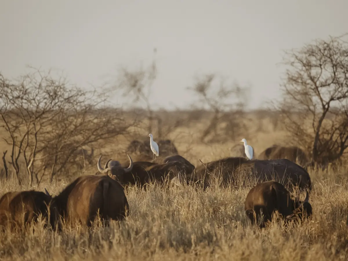 COCOtravel Afrika Wilderness Mokete Gamedrive