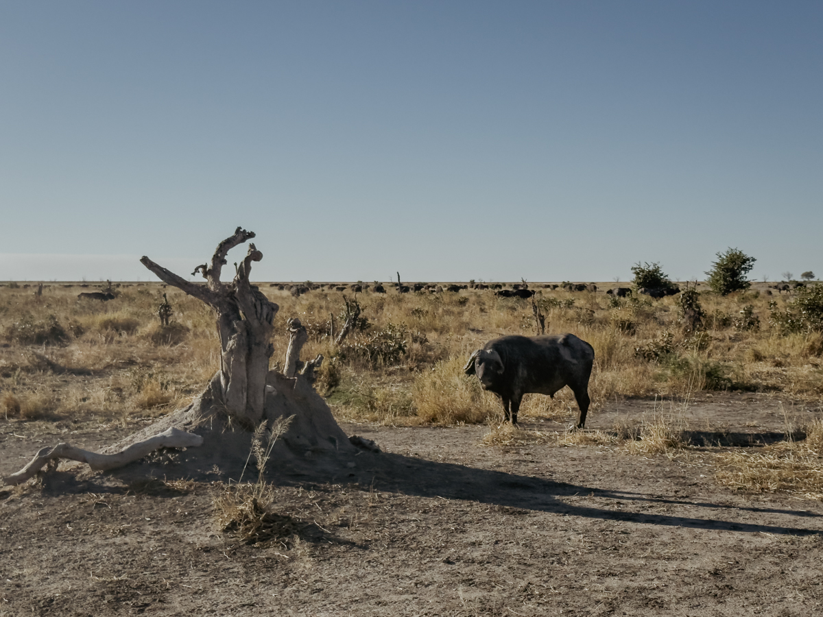 COCOtravel Afrika Wilderness Mokete COCOtravel Afrika Wilderness Mokete